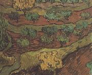 Vincent Van Gogh Olive Trees against a Slope of a Hill (nn04) USA oil painting reproduction
